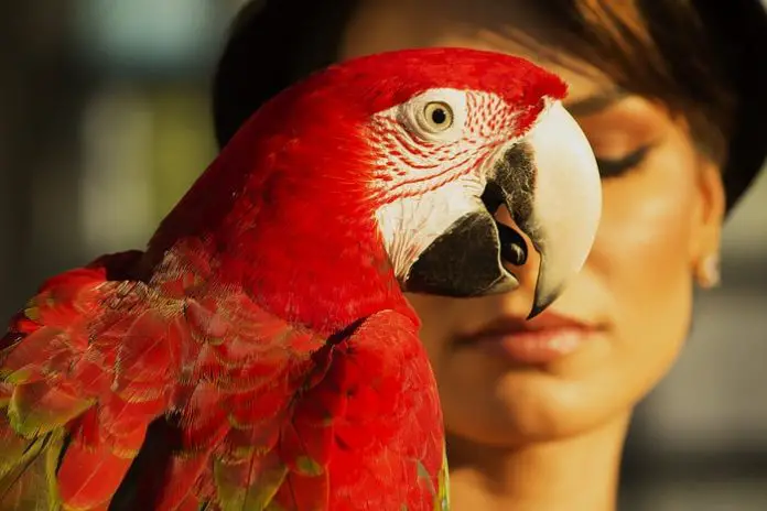House Birds Selection
