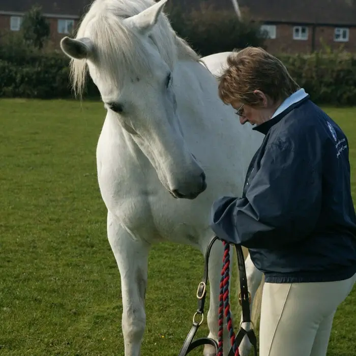 Iberian Horse