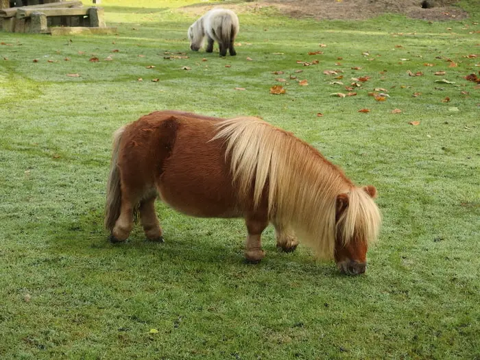 Important Features of Mini Horses