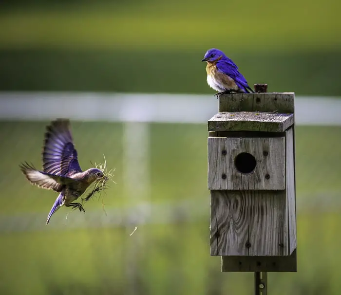 Intelligent Birds