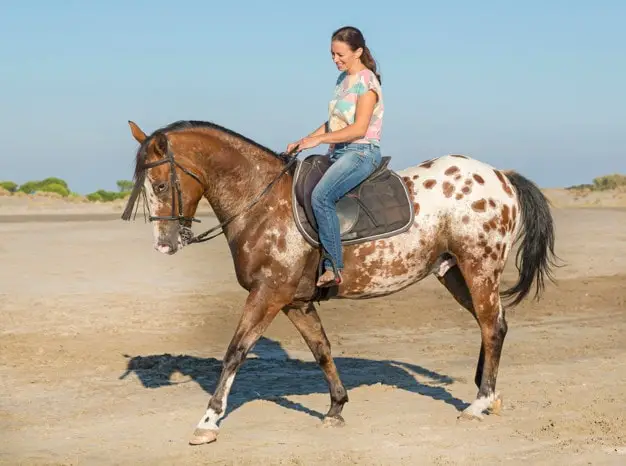 Interesting Facts of Appaloosa