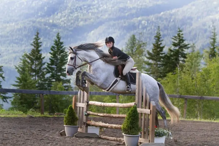 Jumping By Andalusian Horse