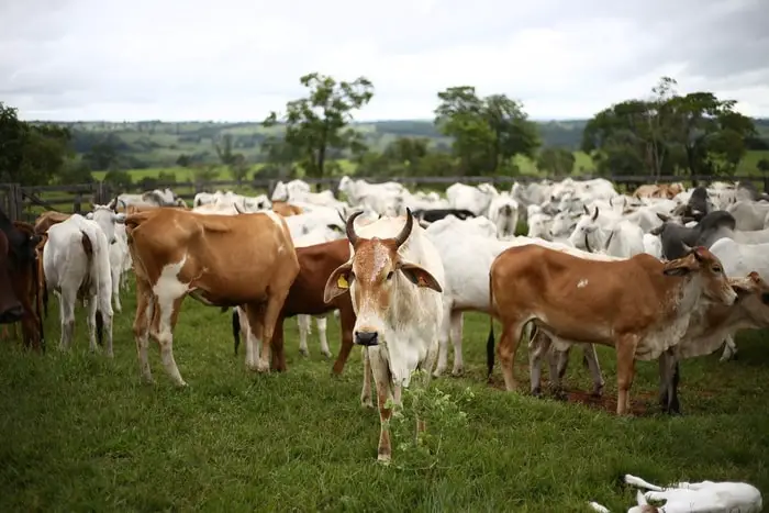 Lumpy Skin Disease in Cattle