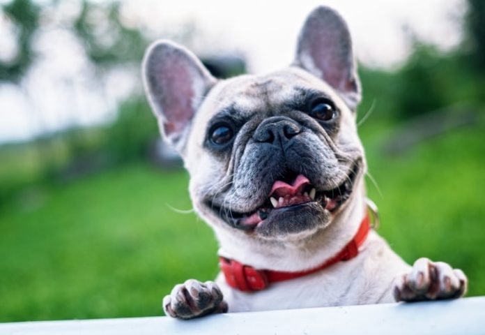 Mange in Dogs