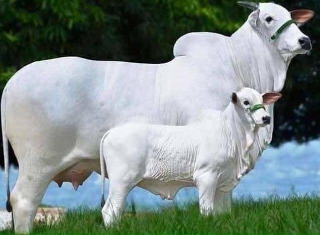 Mastitis in Cows