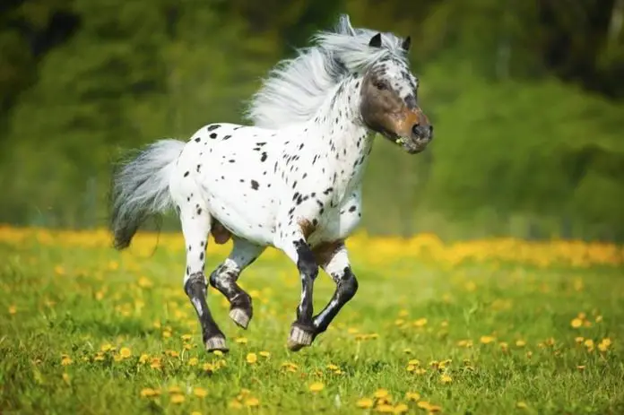Miniature Horse