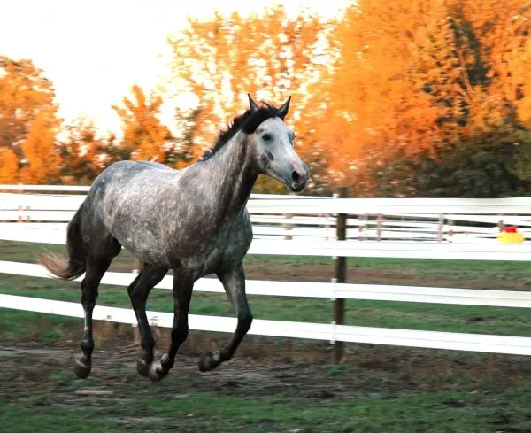 PSSM in Horses