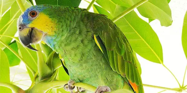 Pet Bird That Talks Amazon Parrots