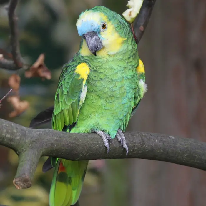 Pet Birds That Talk- Blue-Fronted Amazon