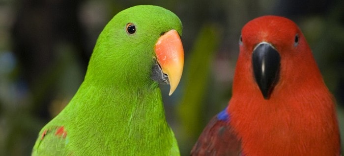 Pet Birds That Talk- Eclectus Parrots