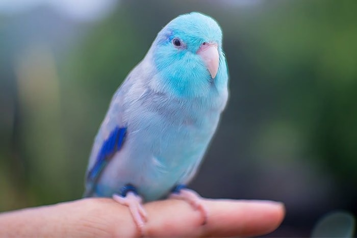 Pet Birds That Talk- Parrotlets