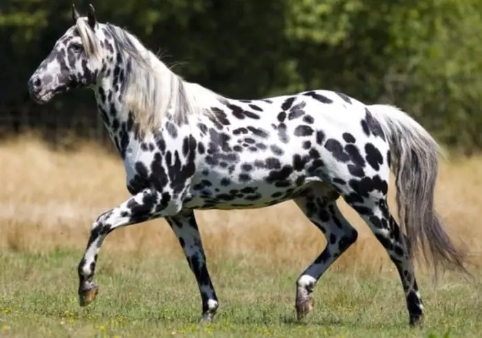 Physical Characteristics of Appaloosa