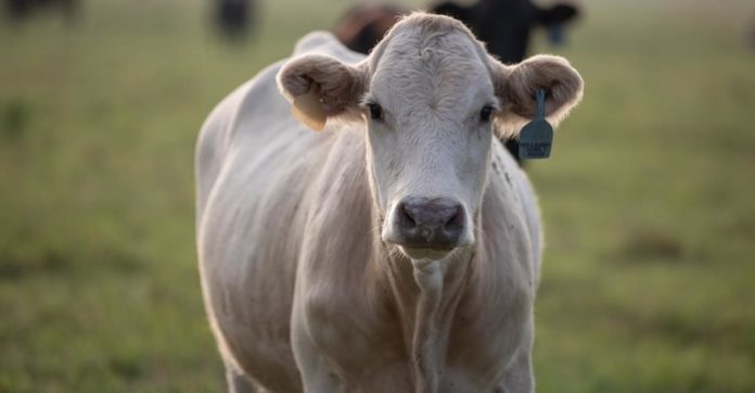 Pink Eye in Cattle