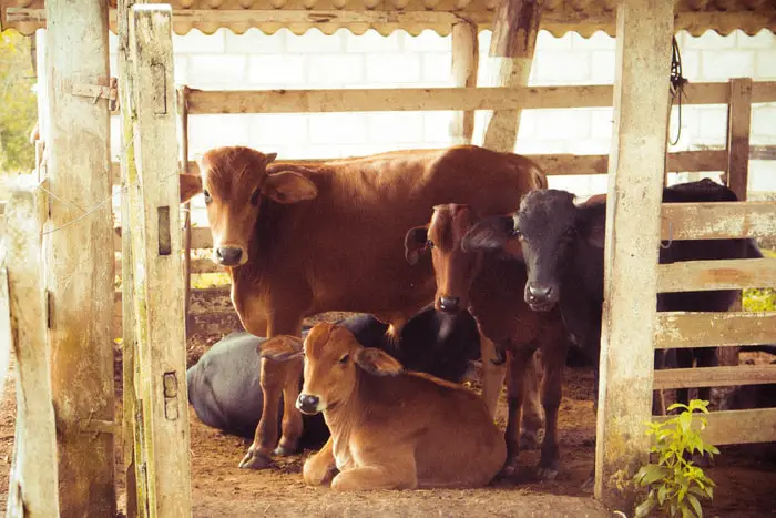 Prevention of Calf Scour