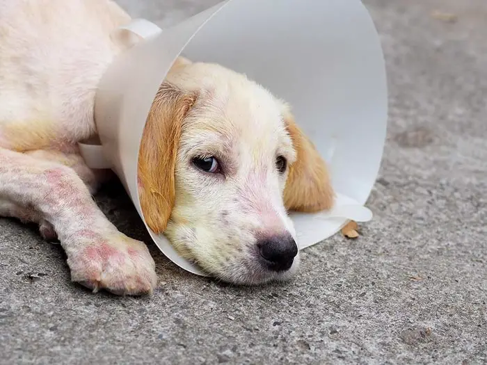 Prevention of Scratching by Elizabeth's Collar