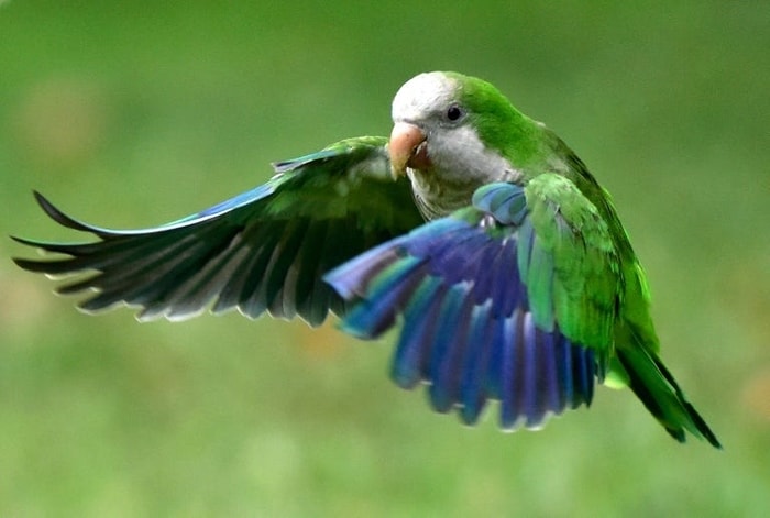 Quaker Parakeet