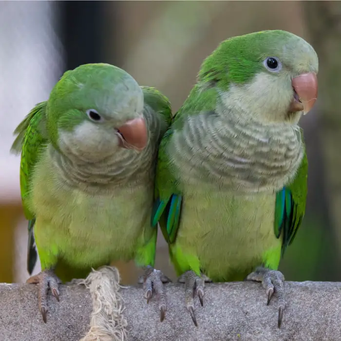 Quaker Parrots