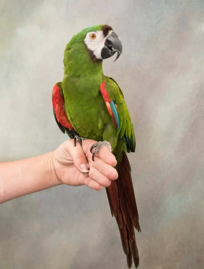 Severe Macaw Talking Birds