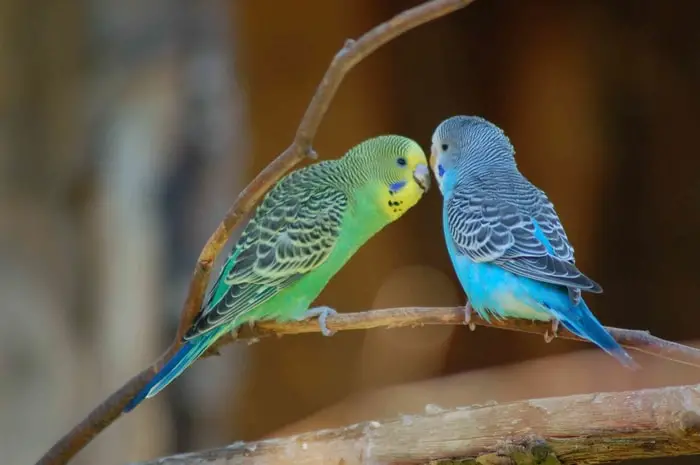 Talking Pet Birds