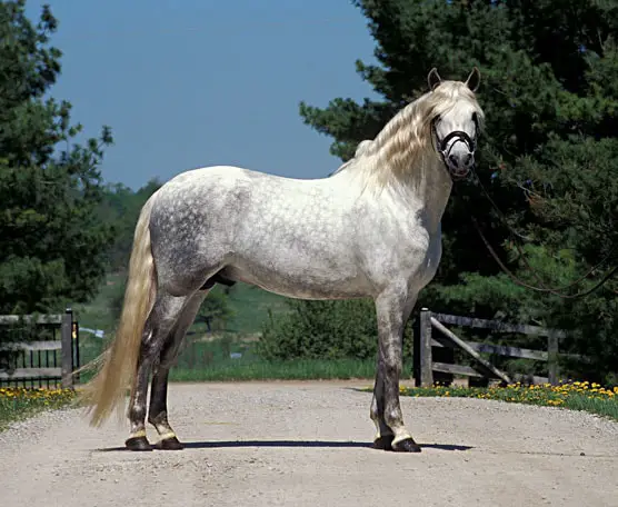 Temperament of Andalusian Horse