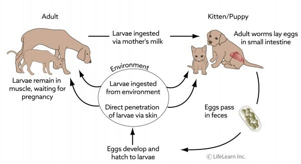 Transmission of A. caninum