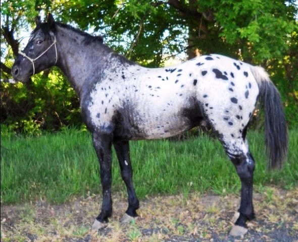 Unique Facts of Appaloosa