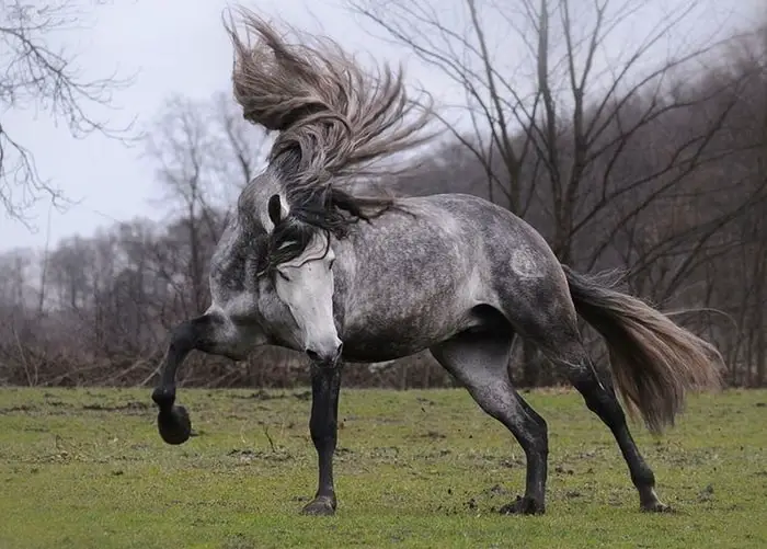 Andalusian Horse 12 Most Important Facts To Know As A Horse Lover