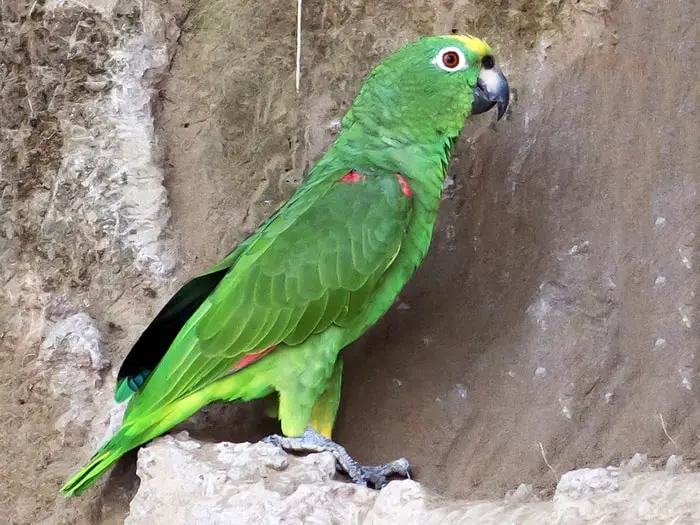 Yellow-Crowned Amazon