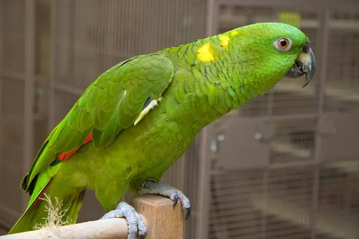 Yellow-Naped Amazon