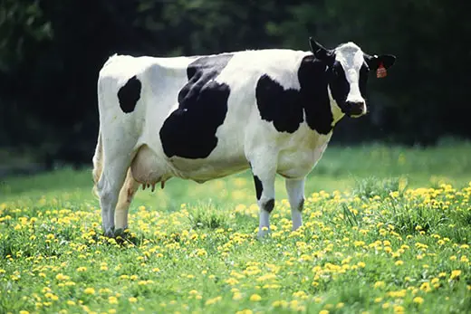 A healthy Dairy Cow