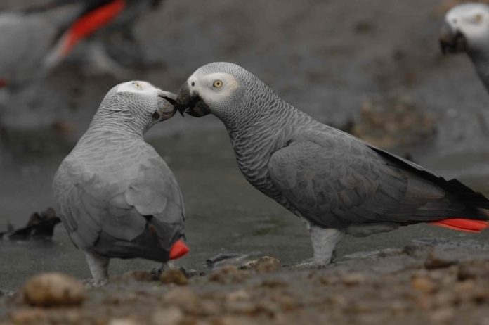 African Grey Parrots