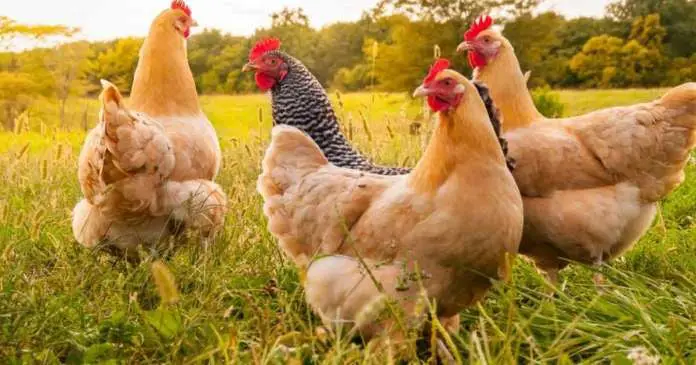 Avian Influenza