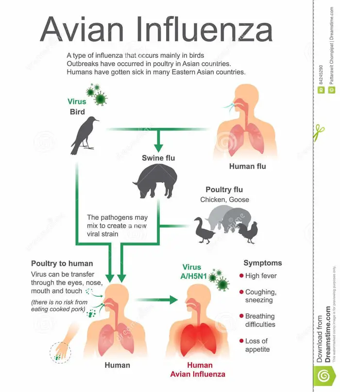 Bird Flue in Human