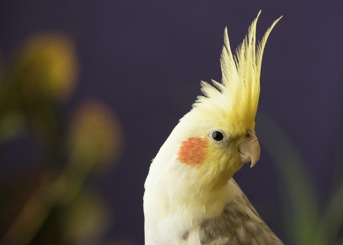 Can Cockatiels Talk