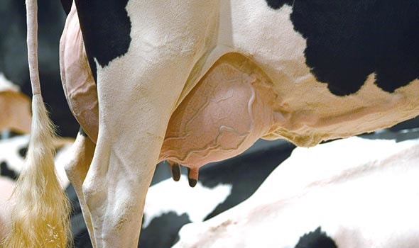 Causes of Mastitis in Cattle