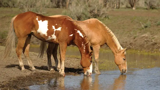 Causes of Potomac Horse Fever
