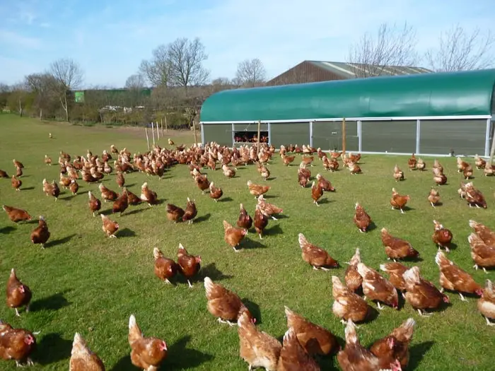 Clinical Signs of Avian Influenza