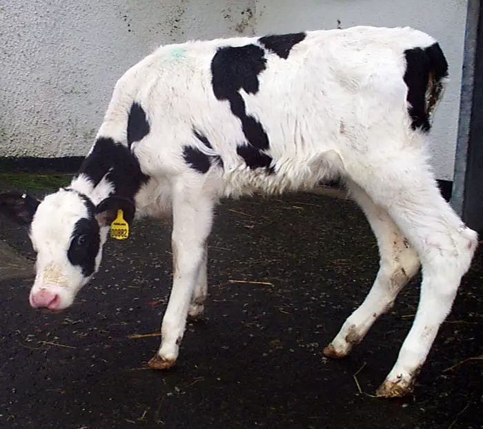 Clinical Signs of BVD in Cattle