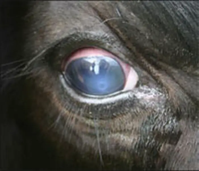 Clinical Signs of Pink Eye in Cattle