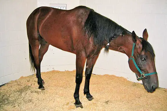 Clinical Signs of Potomac Horse Fever