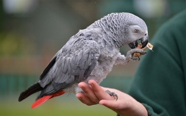 Color of Grey Parrots