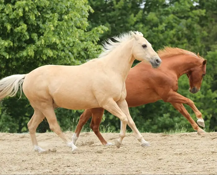 Cream Color Horse