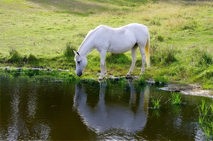 Diagnosis of Equine Monocytic Ehrlichiosis