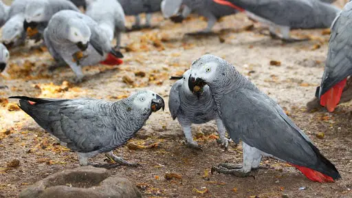 Diet and Nutrition of Bird