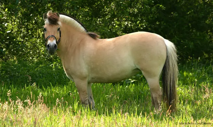 Essential Information on Fjord Horse