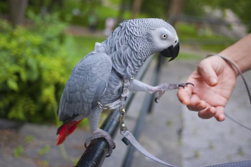Exercise of African Grey Parrots