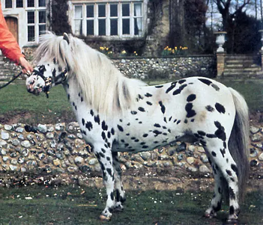 Falabella Horse Features