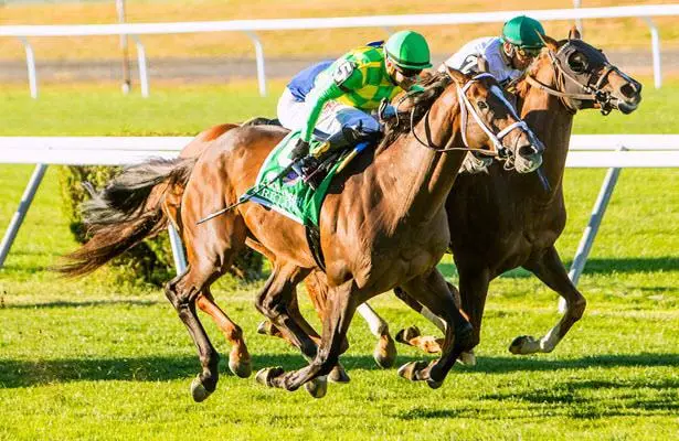 Fastest Horse
