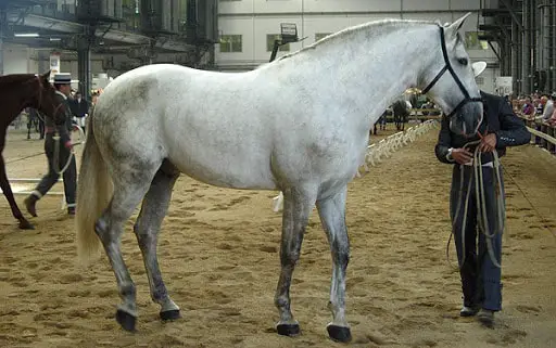 Grey Color Horse