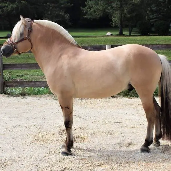Height and Weight of Fjord Horse